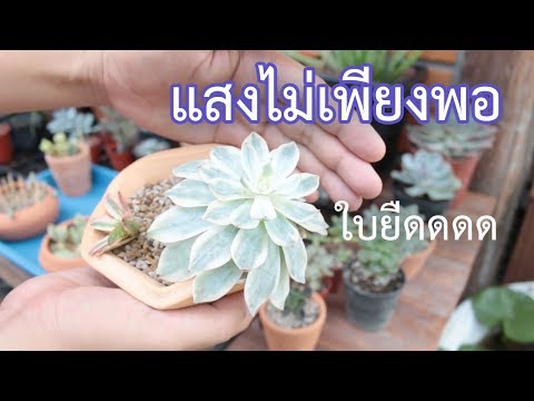 เตรียมยาต้มของตำแยสำหรับแรง โยคะสำหรับความอ่อนแอ