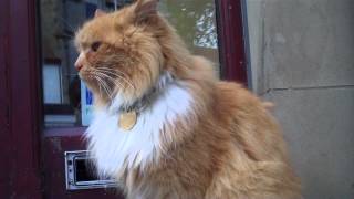 preview picture of video 'Hamish McHamish - The St Andrews Town Cat'