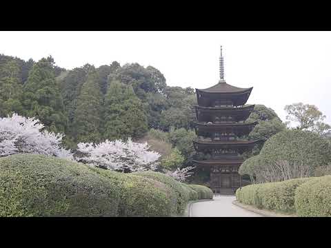 やまぐち映像図鑑 NO.161 瑠璃光寺五重塔（桜）［山口市］ | Rurikoji Temple Cherry Blossoms [ Yamaguchi-city ]