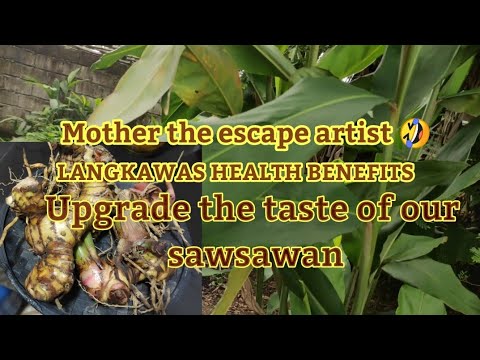 , title : 'Mother the escape artist, LANGKAWAS or Galangal Health Benefits'