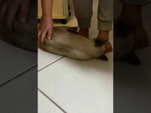 Siamese Kittens Love to be Held and Pet #Shorts