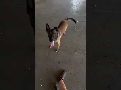 Training for bottle !! #dogshorts #dogtraining #malinois