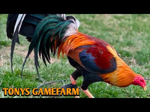 Sweater Yellow leg hatch Penny Hatch - TONYS FARM