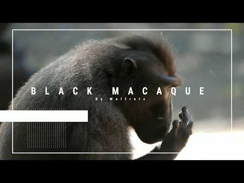 The Black Macaca