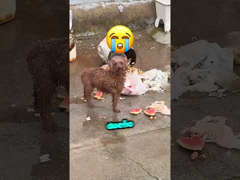 Este Gato HUMILLÓ a Su Dueña en Tres en Raya 😱🐱