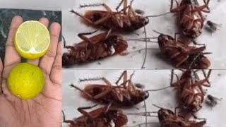 Cockroach killer | homemade cockroach killer | Best cockroach killer cockroach killer simple & fast