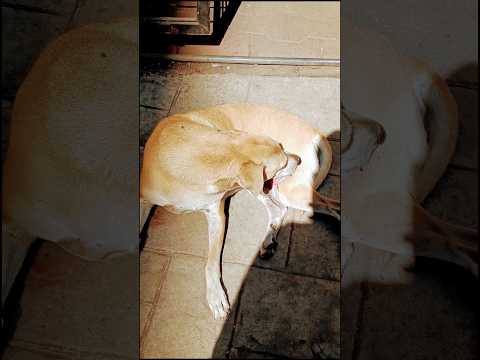 Self Grooming ft. Doggo #shortsfeed #nikhilavimal #tamil #tamilsong #tamilshorts #divya #shorts #dog