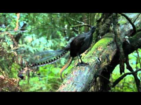Lyrebird song - Stephen Powell Wildlife Artist