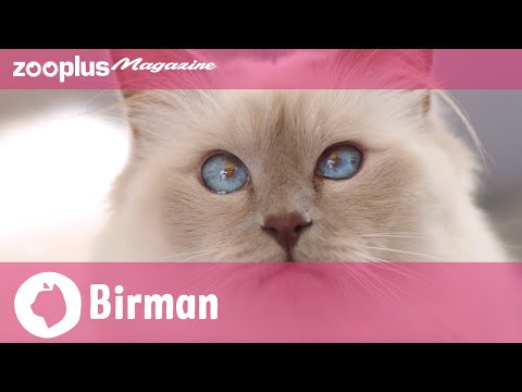 Birman Breed Profile: Characteristics, Breeding & Care