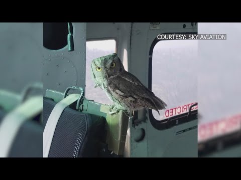 Eyewitness News 'One in a million shot:' Owl lands inside helicopter battling Creek Fire