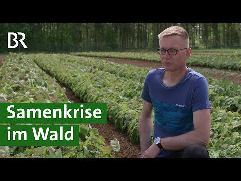 Wälder in Gefahr: Dürre, Stürme, Borkenkäfer und fehlendes Saatgut | Waldumbau | Unser Land | BR