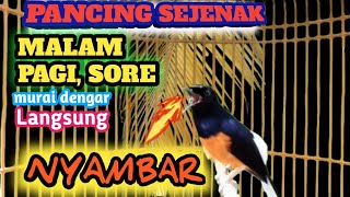 Download lagu Suara kicauan master murai Ampuh Buat Murai MALAS BUNYI JADI NYAUT DAN MURAI JANTAN JADI EMOSITINGGI mp3 Download lagu Suara kicauan master murai Ampuh Buat Murai MALAS BUNYI JADI NYAUT DAN MURAI JANTAN JADI EMOSITINGGI mp3