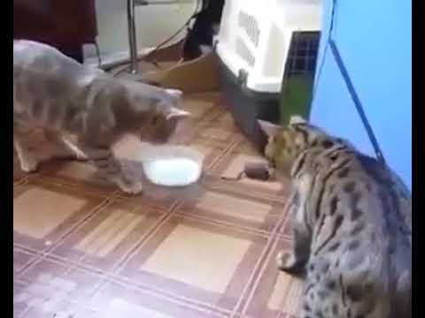 Briga de gatos, quem vai ganhar