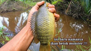 Download lagu NOW THIS IS A MONSTER!! Fishing for Palm-Sized Climbing Perch in a Palm Oil Plantation Ditch mp3