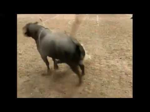 Jack Black bucks James White - 04 PBR Nampa