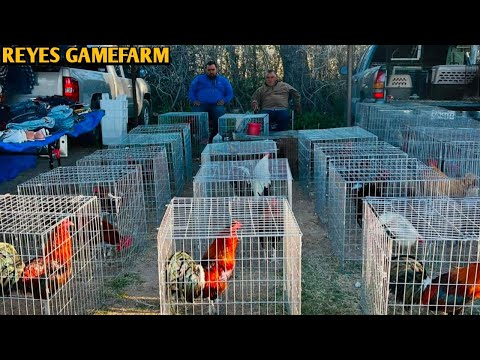 Yellow leg hatch Grey Kelso - REYES FARM