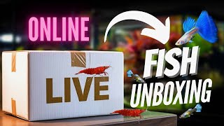 Exotic Guppy & Shrimp Unboxing | How I Ordered Live Fish Online (Full Process & Review)