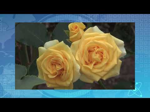 Insectos depredadores podrían ayudar a controlar plagas