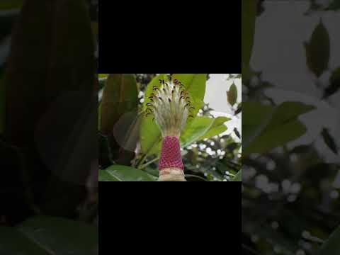 オウルズ庭園への入り口