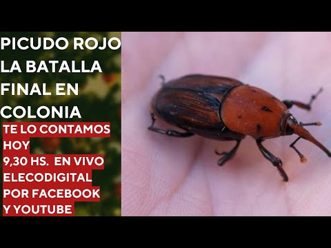 EN VIVO. Noticias de Carmelo, Uruguay, del miércoles 17 de diciembre de 2025.