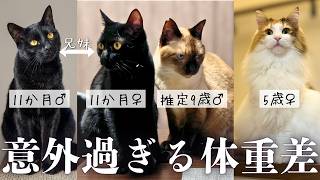 見た目じゃ分からないw愛猫3匹＋兄妹猫の体重を比較した結果【保護猫/黒猫&シャム猫/シャムミックス&ノルウェージャンフォレストキャット】 #cat #japanesecat
