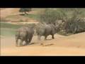 WILD ANIMAL PARK WELCOMES A CITY RHINO TO THE COUNTRY