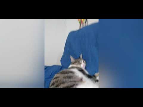 #elsagatuber canción