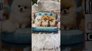わんちゃん柄のフラットポーチ #ハンドメイド #初心者 #可愛い #簡単 #easy #diy #わんちゃん #犬 #フラットポーチ