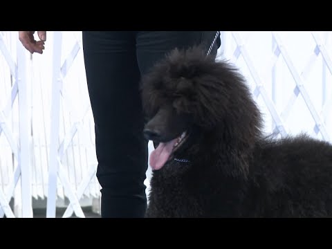 1,400 dogs preparing for dog show on Saturday and Sunday in Des Moines