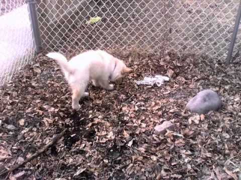 Chin and Great Pyrenees/ Husky at play
