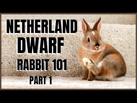 Netherland Dwarf Rabbit 101: Part 1