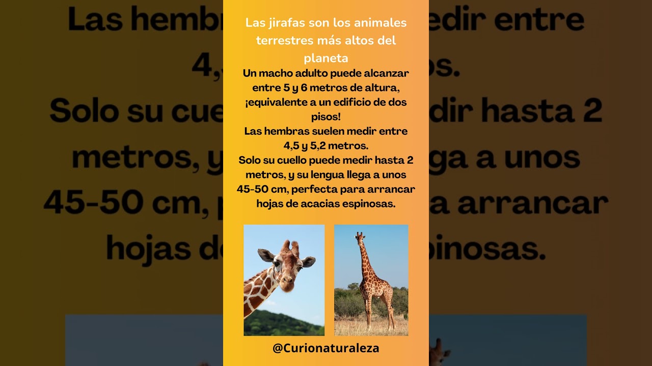 Medidas de las Jirafas 🦒 #jirafa #animales #datoscuriosos #curionaturaleza