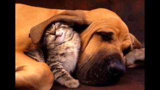 Giggle &amp; Hoot - Sweet Dreams (Lullaby)