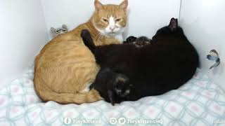 Chloe brings kitten to Ramona, ridiculous snuggles ensue - TinyKittens.com