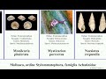 Mollusco, ordine Stylommatophora, famiglia Achatinidae powelliphanta aegopinella corilla vallonia