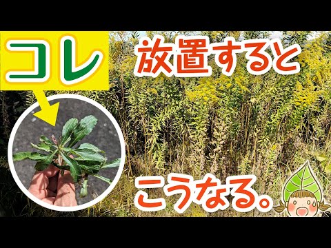 園芸 オオセイタカアワダチソウ、オオアキノキリンソウ、オオセイタカアワダチソウ