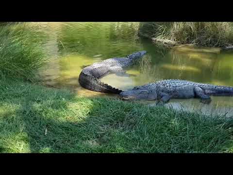 Crocodile is the king of water