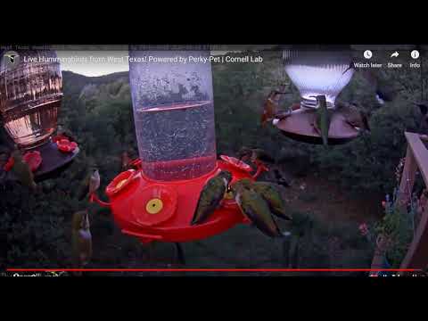 3 Hummers at one port      07 25 57    Video 2020 09 03 084051