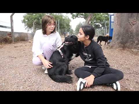 Lucky Dogs Montemor