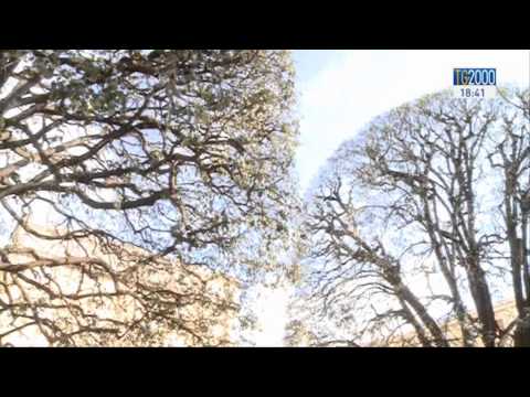 Tg2000 del 13 febbraio 2015 - Edizione 18.30