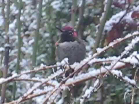 Male Anna's Hummingbird in the Winter