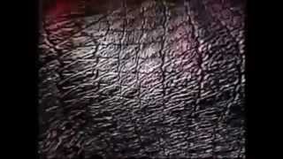 Turok 2 : Seeds of Evil