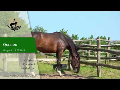 Querido, Hengst von  Q-Sieben x Danone II, Mai 2023