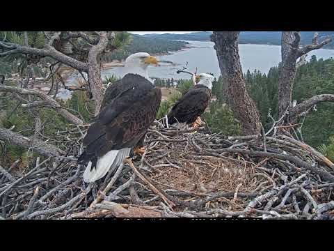 Jackie and Shadow, February 10th morning at the nest  2026 @FOBBVCAM