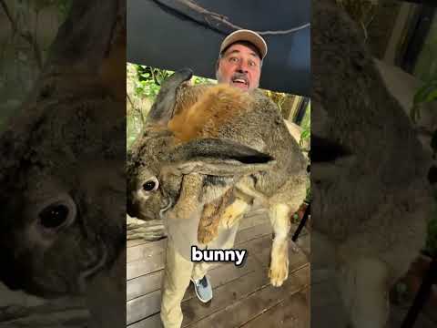 5 Animals That Are WAY Bigger Than They Should Be #facts #wildlife #animals