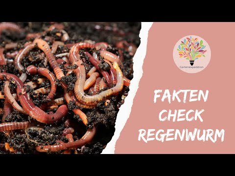Faktencheck Regenwurm: Warum dein Boden diese 3 Typen braucht & wie du sie förderst