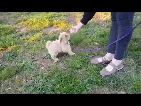 Maddie female Moodle 1st training session - walking on lead