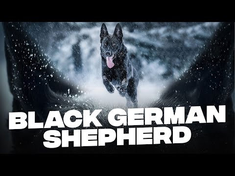 Black German Shepherd: 7 Things You Must Know Before Getting One