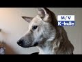 April - Pretty Brown Dog