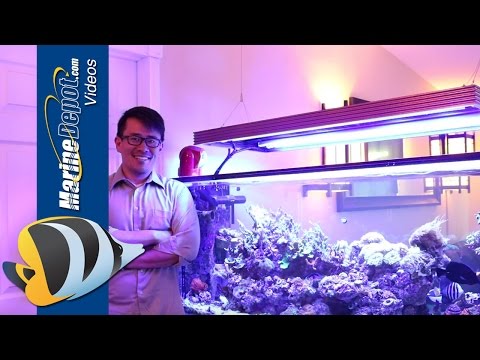 The Benefits of Using T5/LED Hybrid Lighting for Your Reef Tank